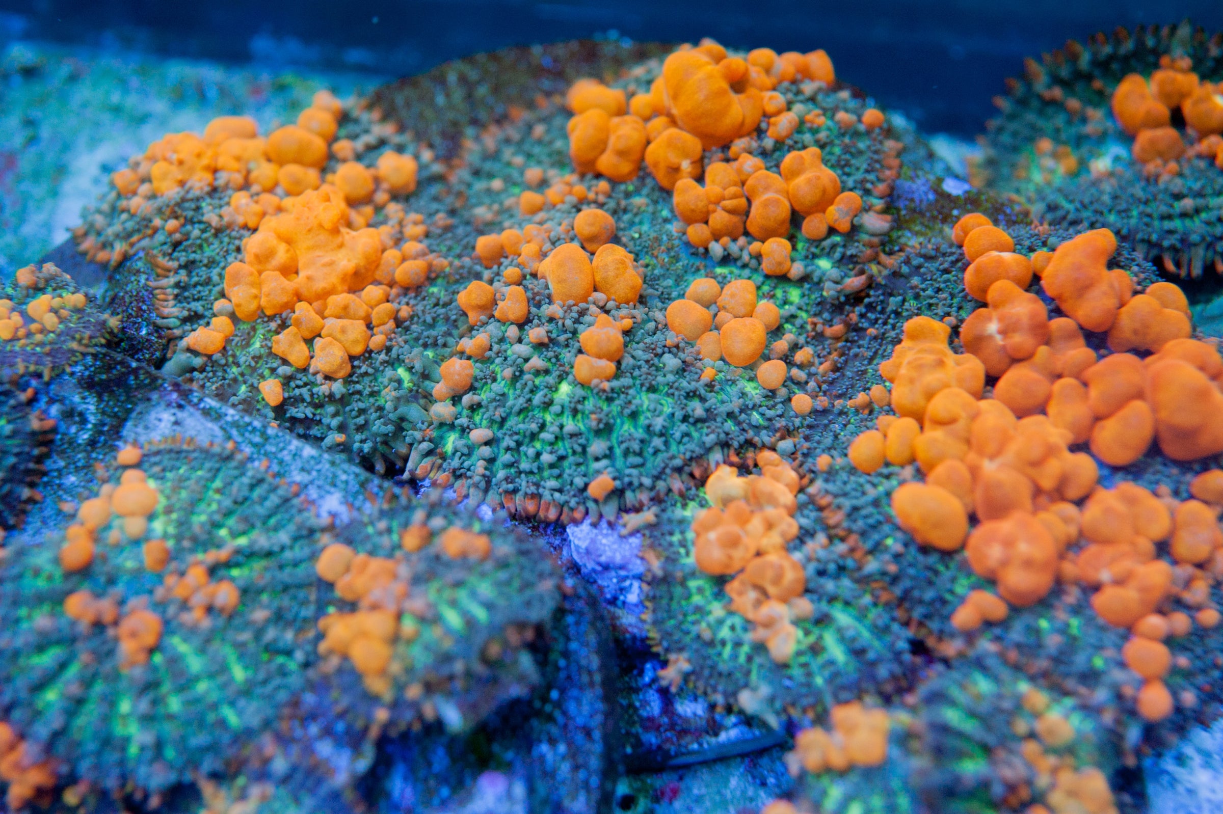 Reef bounce sales